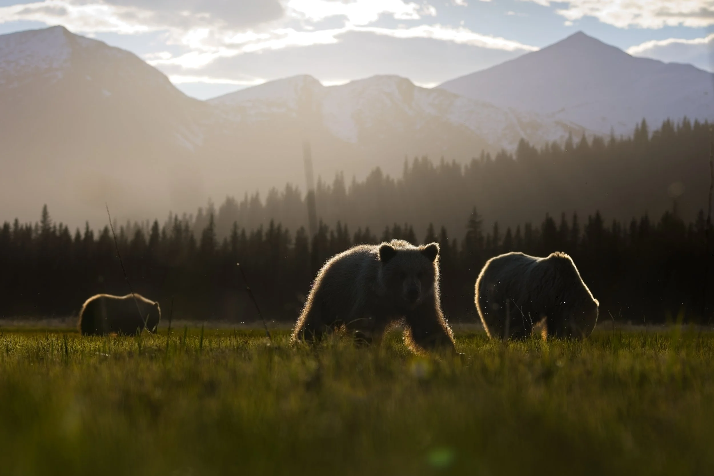Brown Bear Family Backlight Alaska.jpg
