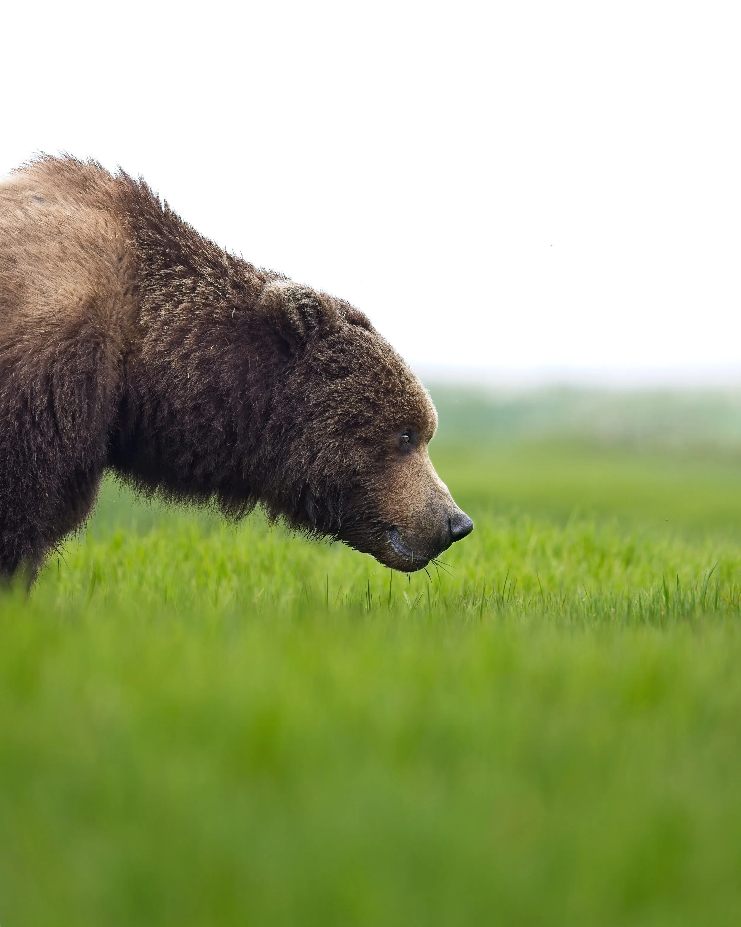 Brown Bear Portrait  in green meadow alaska.jpg