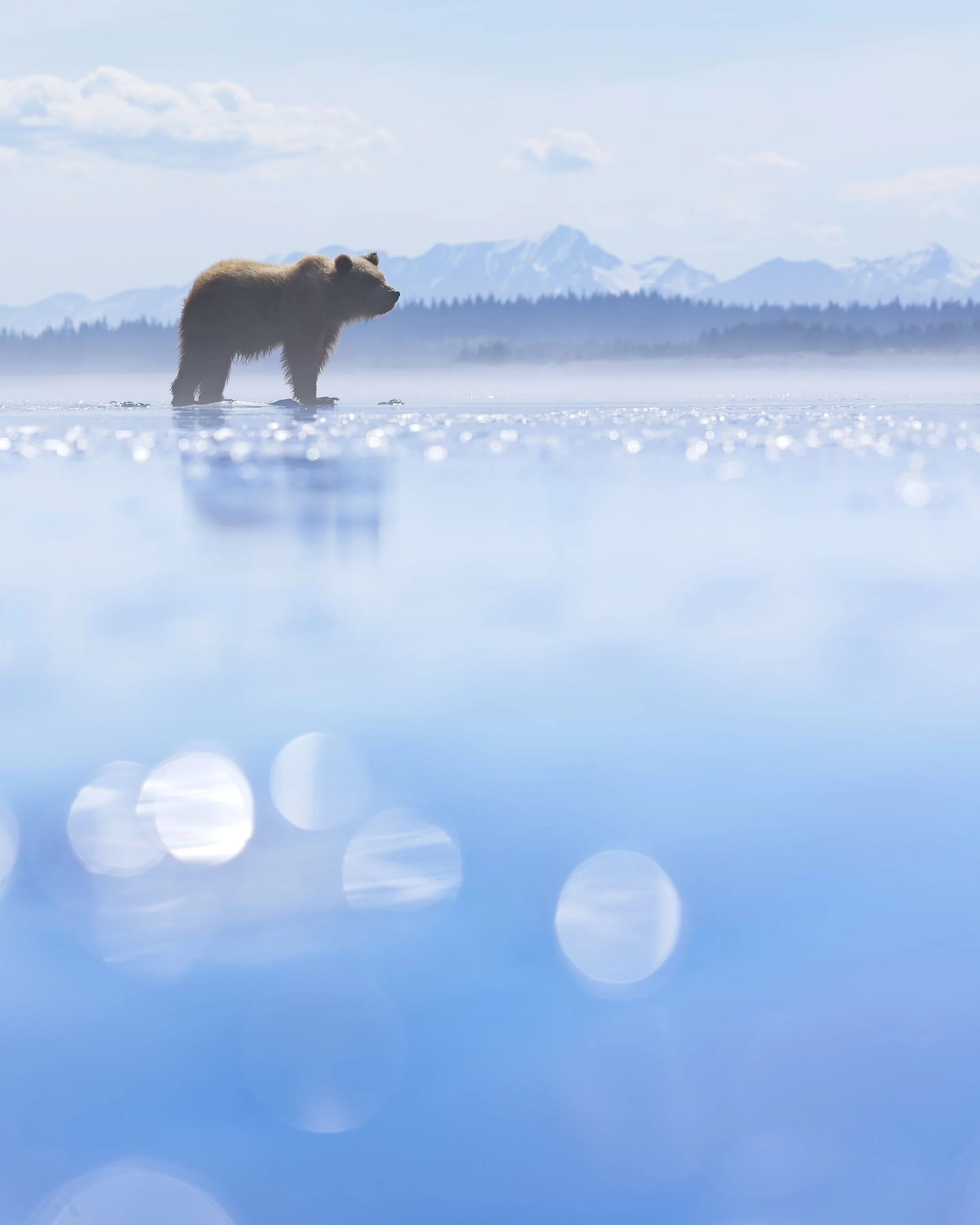 Brown Bear Cub at reflection Water with Bokeh Alaska.jpg