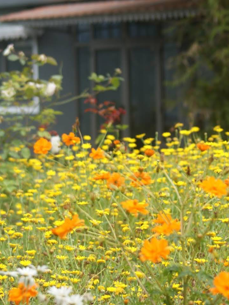 Champ de fleurs jaunes et orange devant une école en arrière-plan.