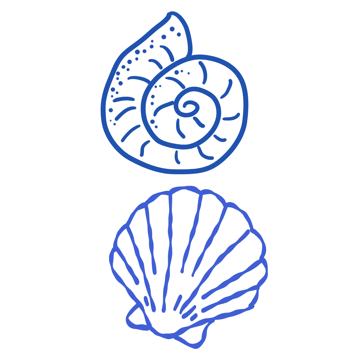 Line drawing of a seashell and a spiral shell, both outlined in blue on a black background.