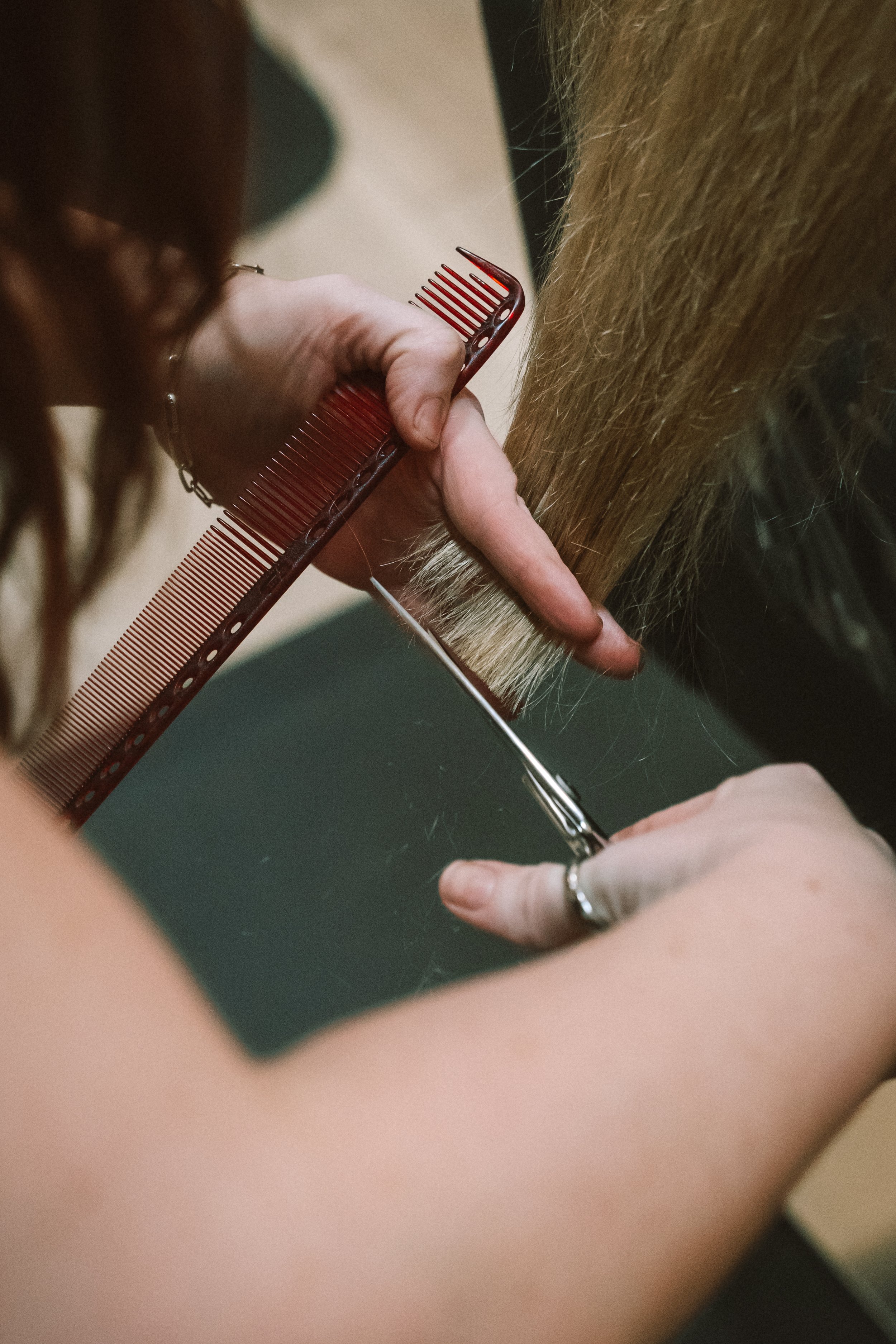 A person is holding a pair of scissors and trimming a horse's hoof with a hoof knife, wearing rings on both hands.