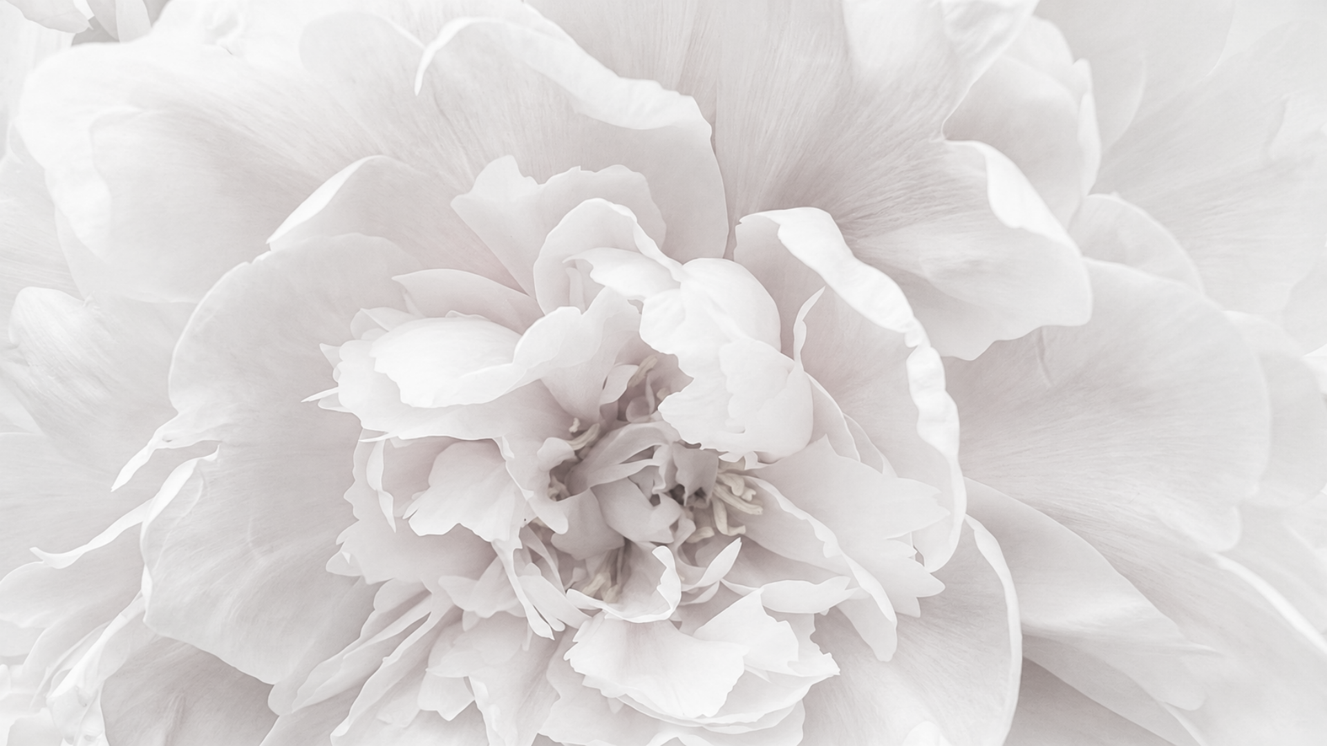 Soft white peony petals, a calm, elegant feel for advanced facials in Santa Cruz