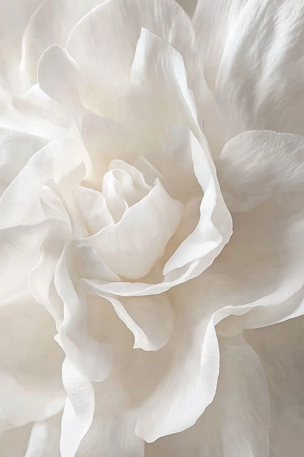 Close-up of ruffled white peony petals, a soft touch for custom facials and skincare in Santa Cruz