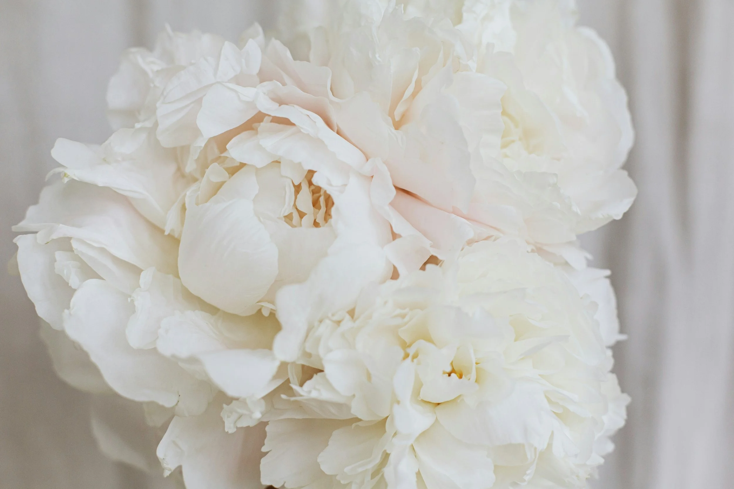 Layered white peony blooms, a soft, restful mood for skincare and facials at Chrissy Jacobs Esthetics