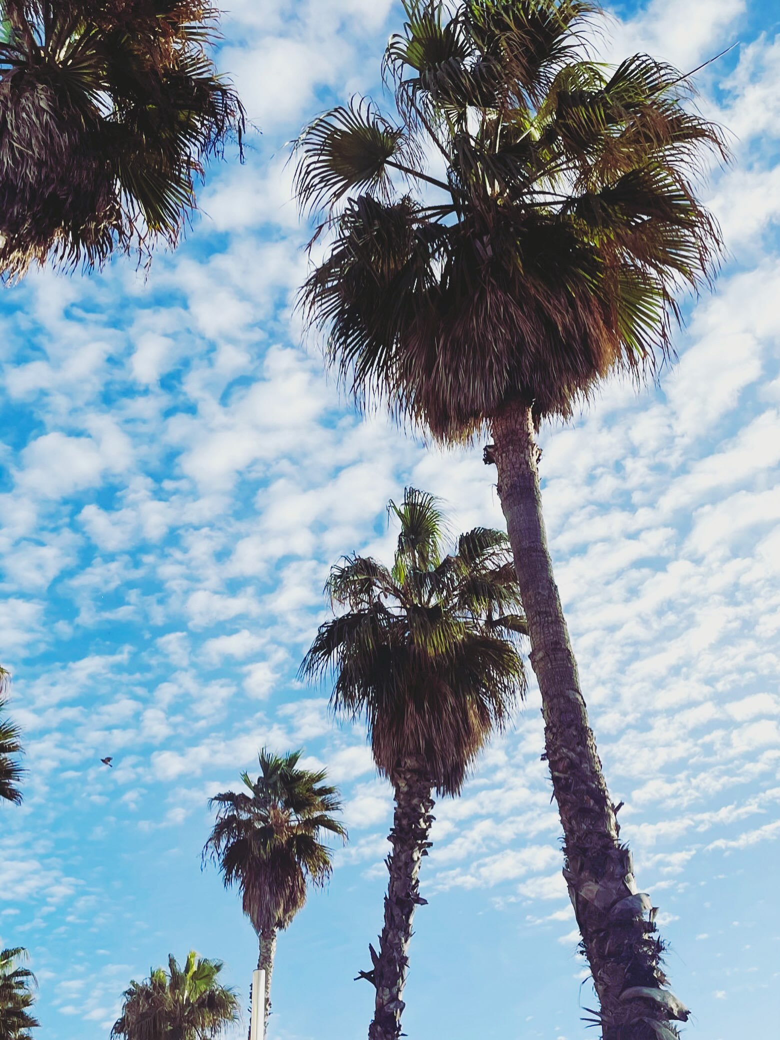 Happiest by the sea. 

#sete #conciergerie #seaside #blue #palmtree