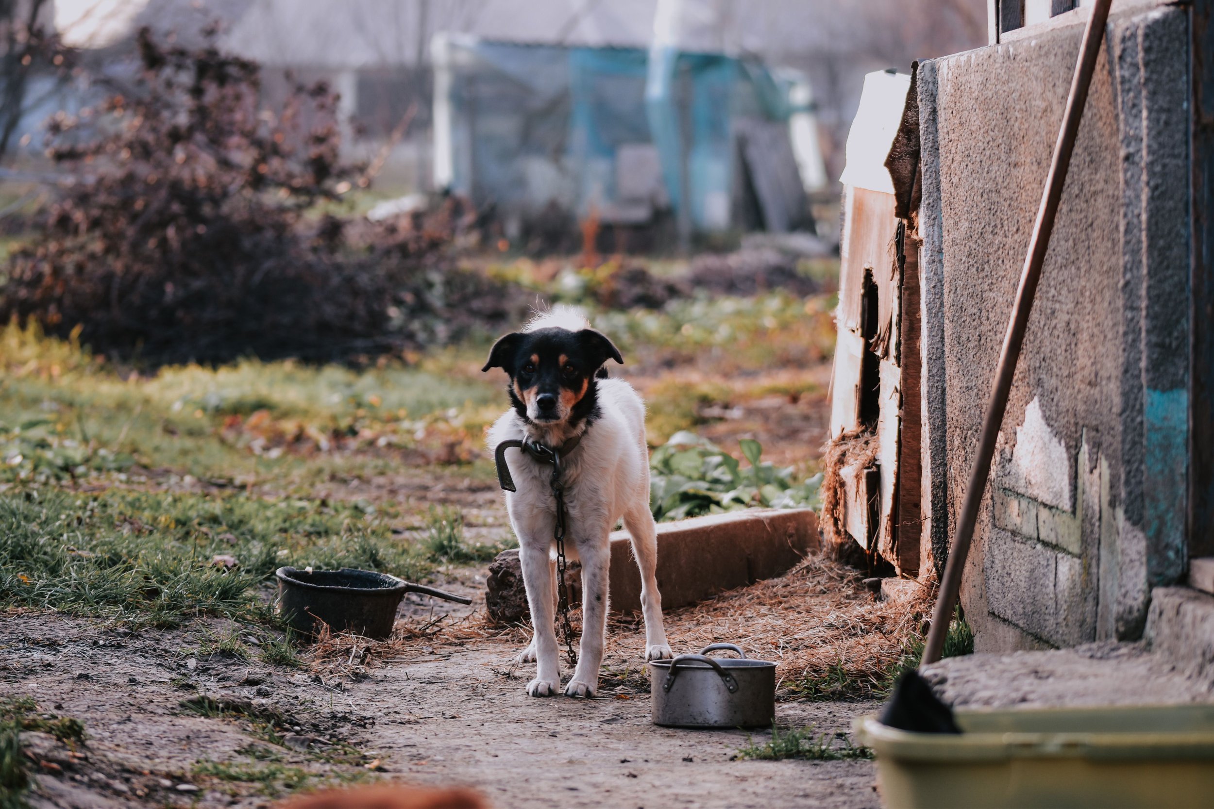 A black and white dog tied to a rope standing outdoors.