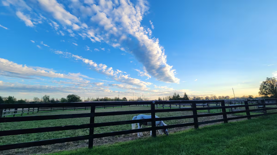 horse in paddock.png