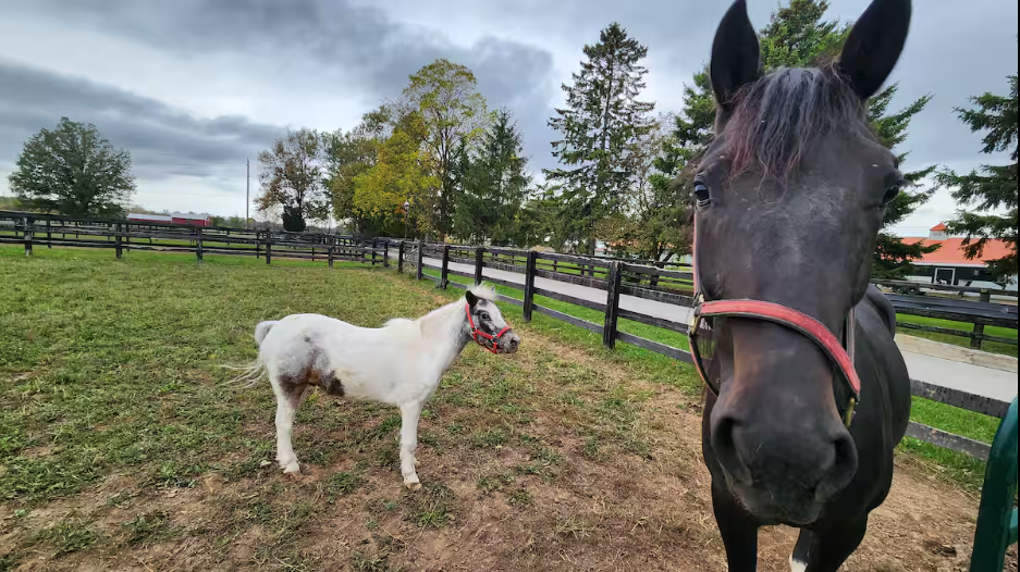 horses in paddock.png