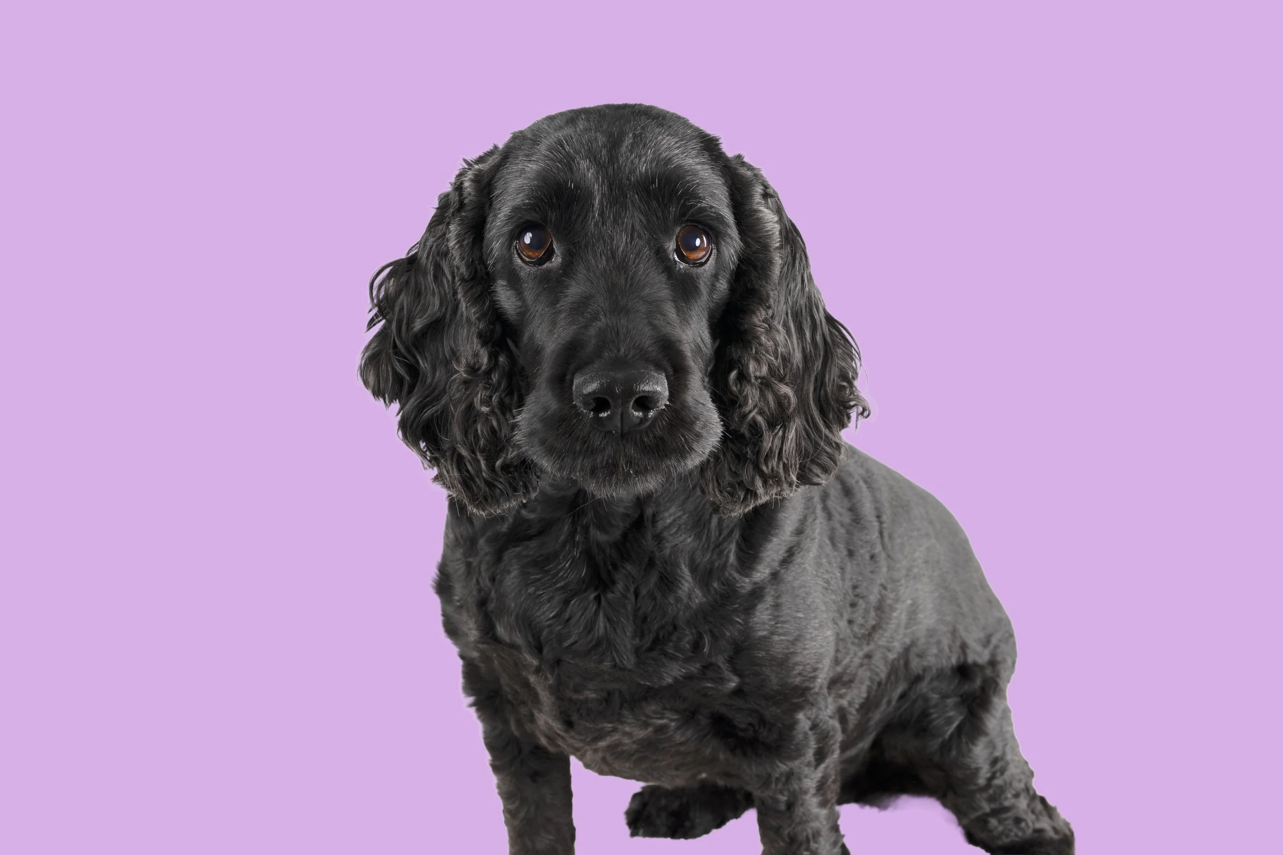 A black Cocker Spaniel dog with long, curly ears and brown eyes, sitting against a purple background.