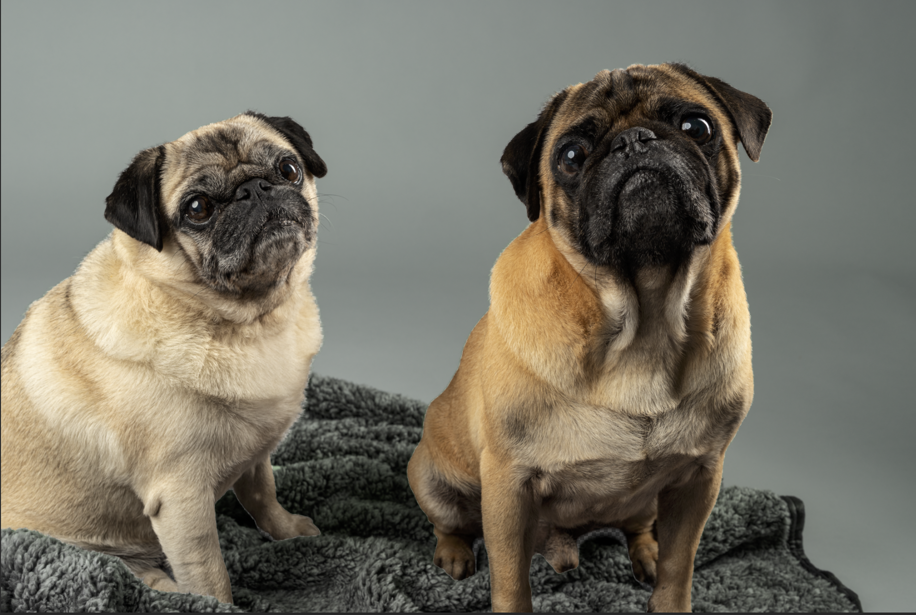 Two pugs sitting on a fluffy gray rug against a plain gray background.