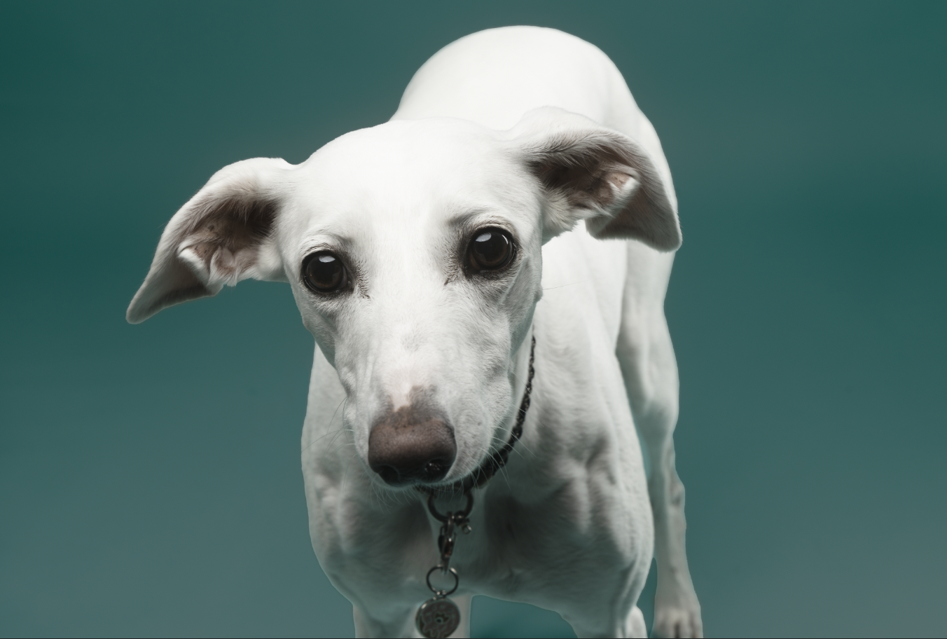A white dog with floppy ears looking directly at the camera against a teal background.