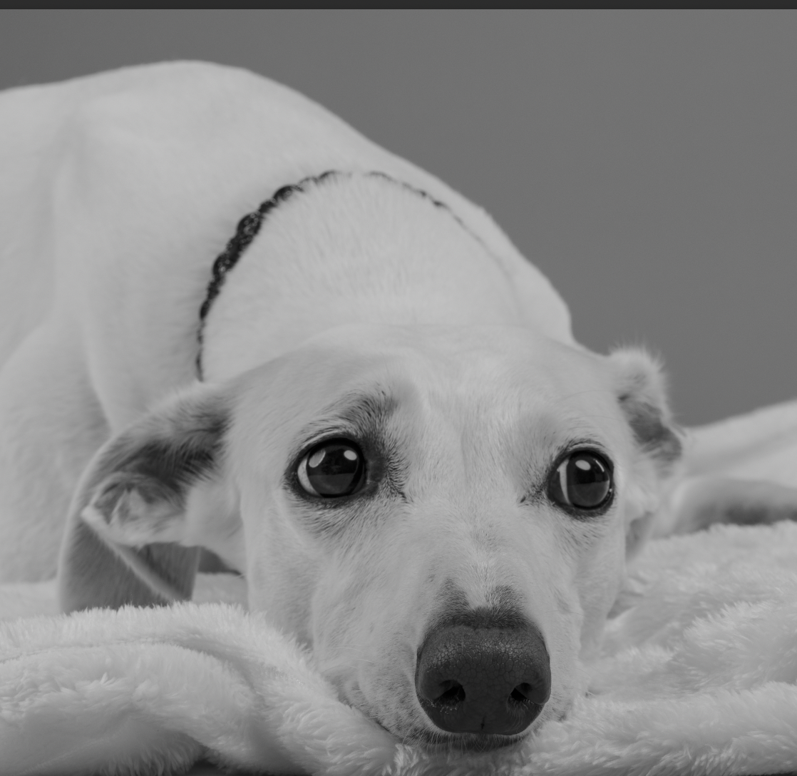 Black and white photo of a puppy lying on a soft surface, looking directly at the camera with large, expressive eyes.
