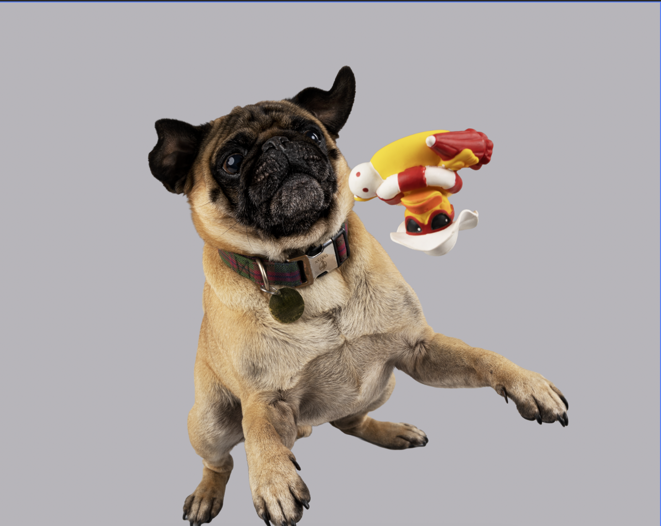 A French Bulldog puppy with a collar and a tag, appearing to catch a colorful toy with yellow, white, and red parts, against a plain gray background.