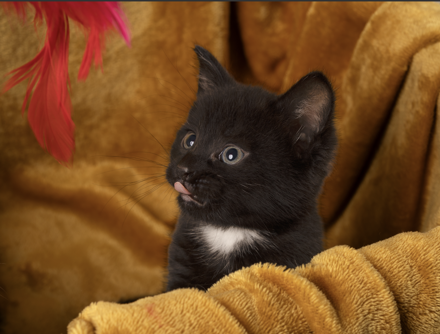 Indoor Photography Session for 1 Pet