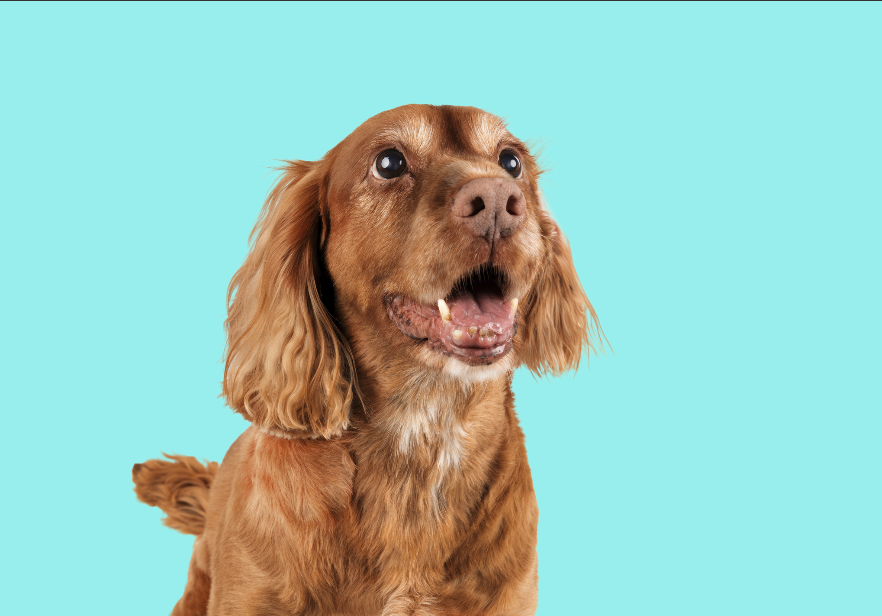 A brown dog with wavy fur looking up with its mouth open against a light blue background.
