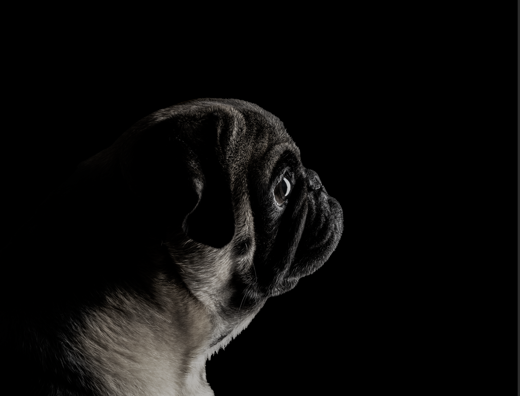 Close-up of a pug dog in profile with a dark background.