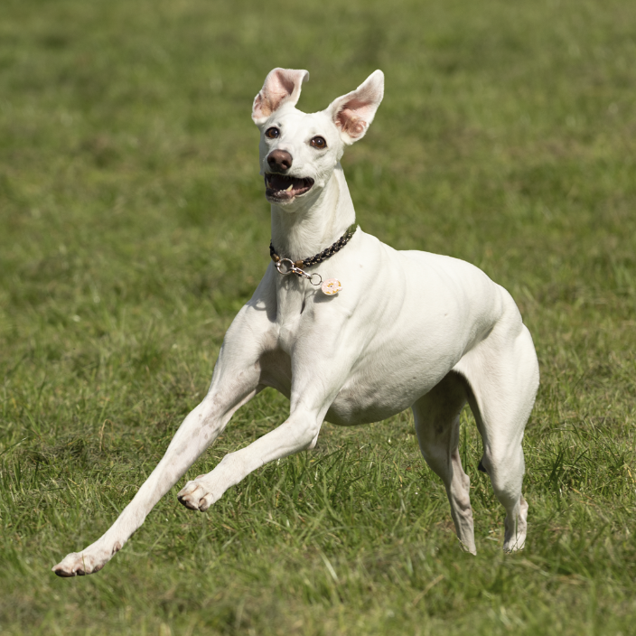 Outdoor Photo Session for 1 Pet