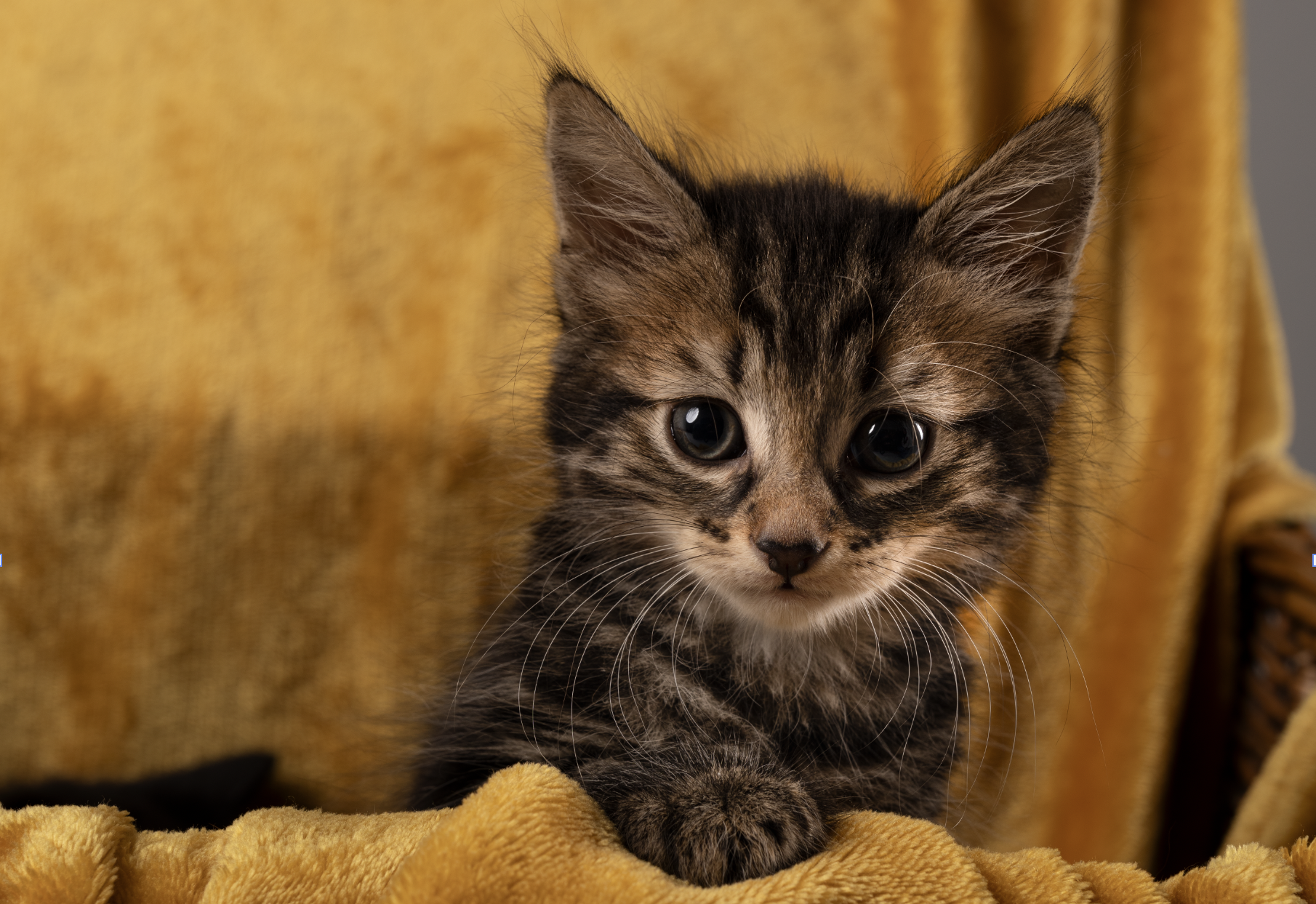 Indoor and Outdoor Session for up to 2 Pets