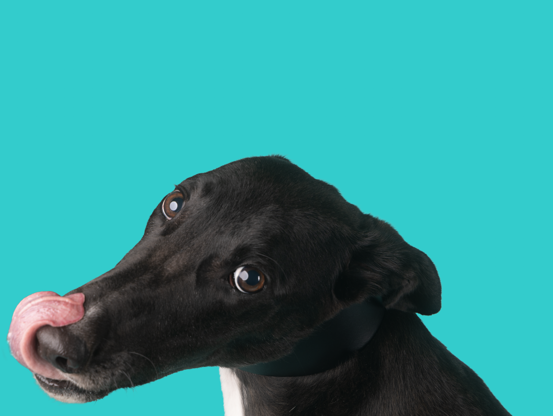 A black dog with tan eyes and pink tongue against a bright blue background.