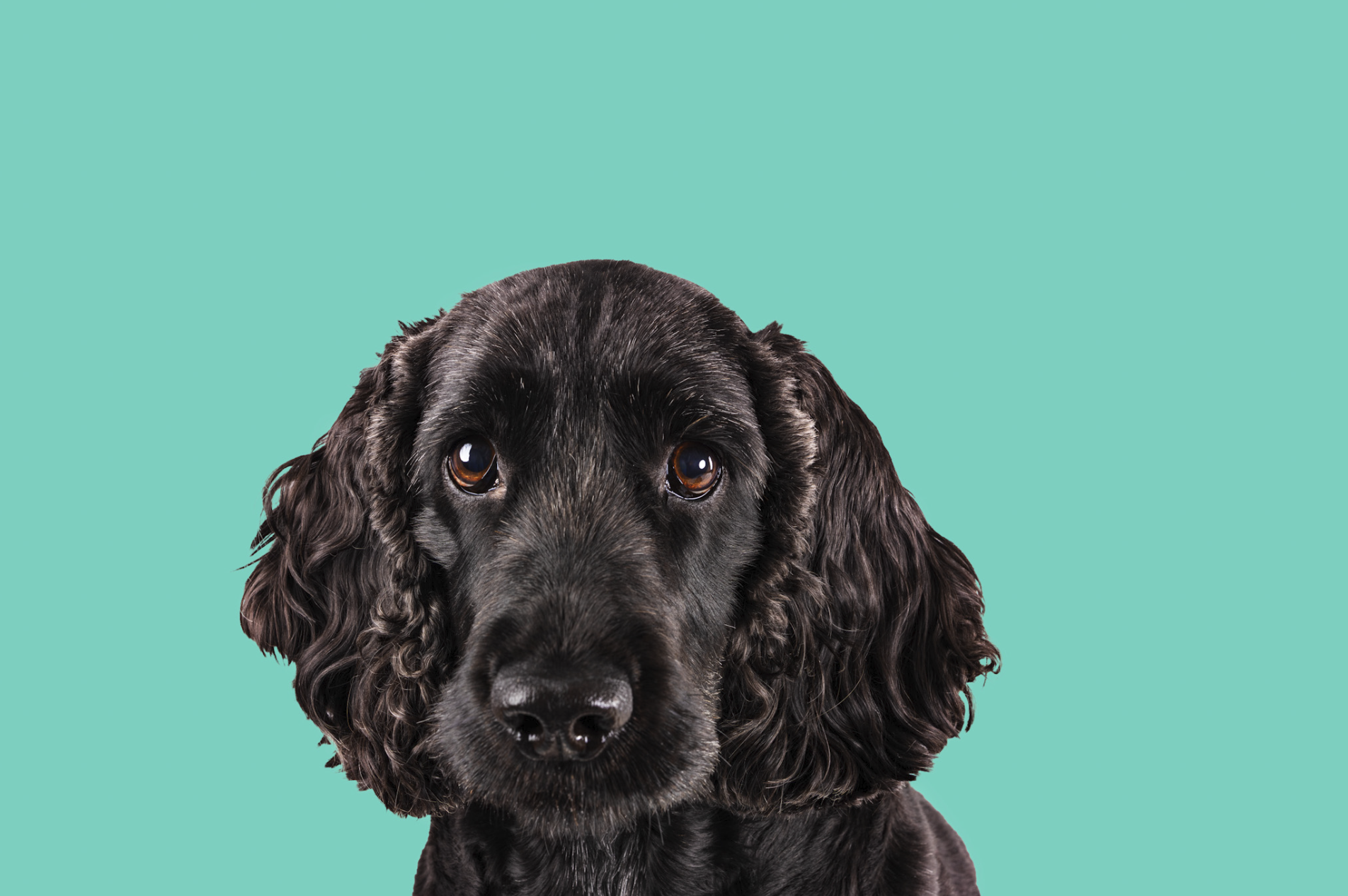 Close-up of a black dog with brown eyes and long ears against a turquoise background.