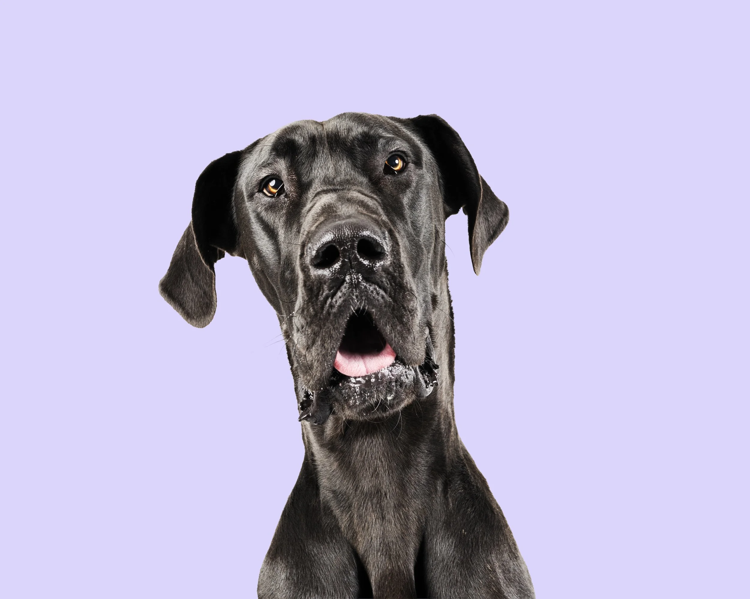 A black dog with a shiny coat, large expressive eyes, and drooping ears against a lavender background.
