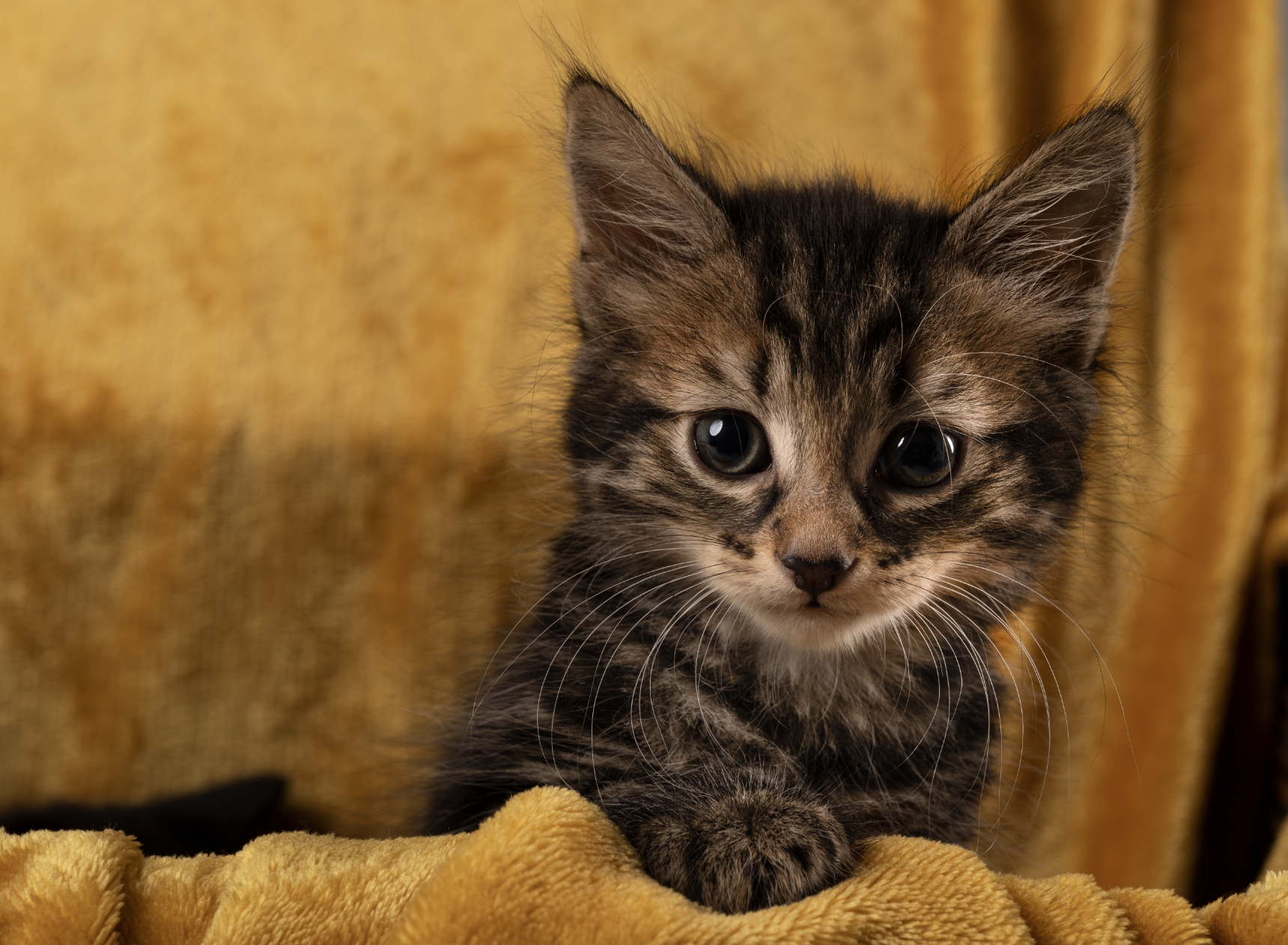 A close-up of a tabby kitten with large eyes, sitting on a yellow blanket with a yellow background.