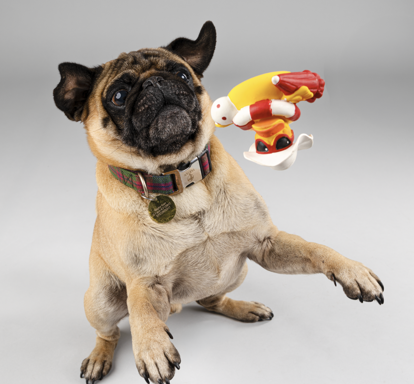 A French Bulldog with a colorful collar playing with a rubber toy in the shape of a cartoon character.