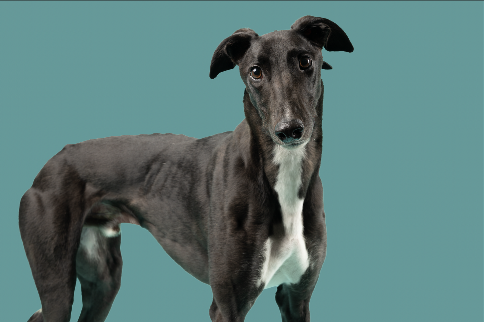A sleek gray dog with brown eyes and white markings on its chest and paws, standing against a turquoise background.