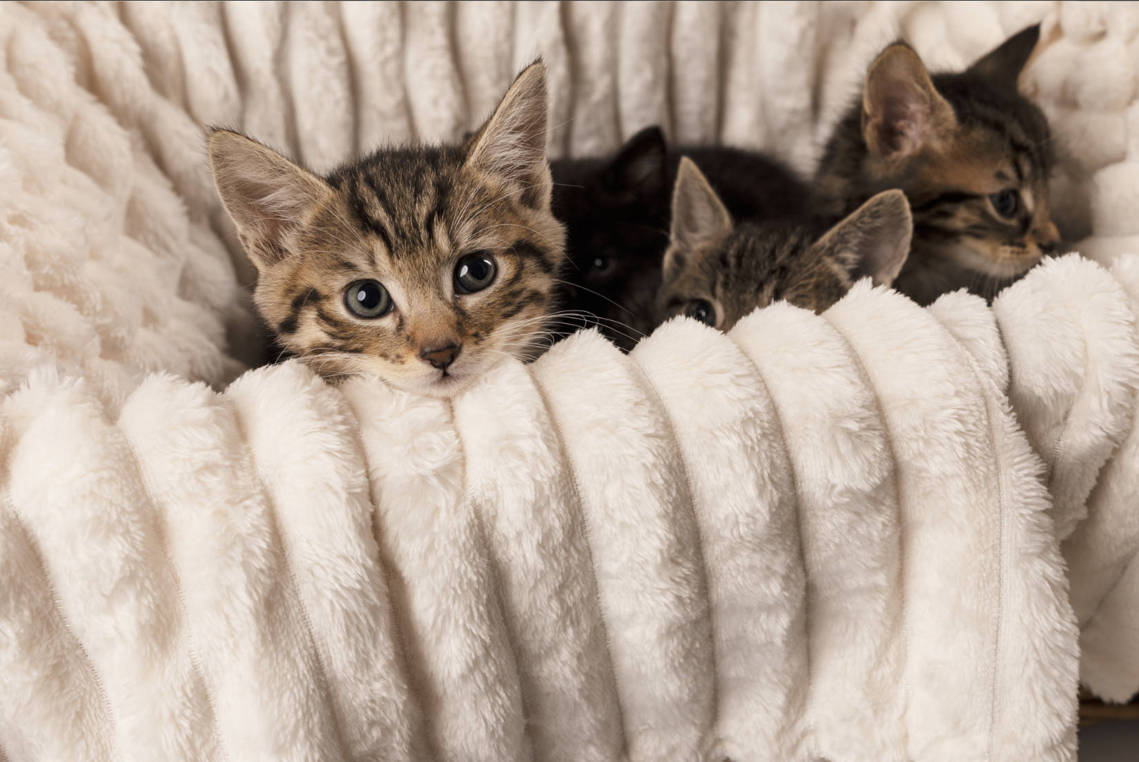 Puppy's or Kitten's Indoor Session