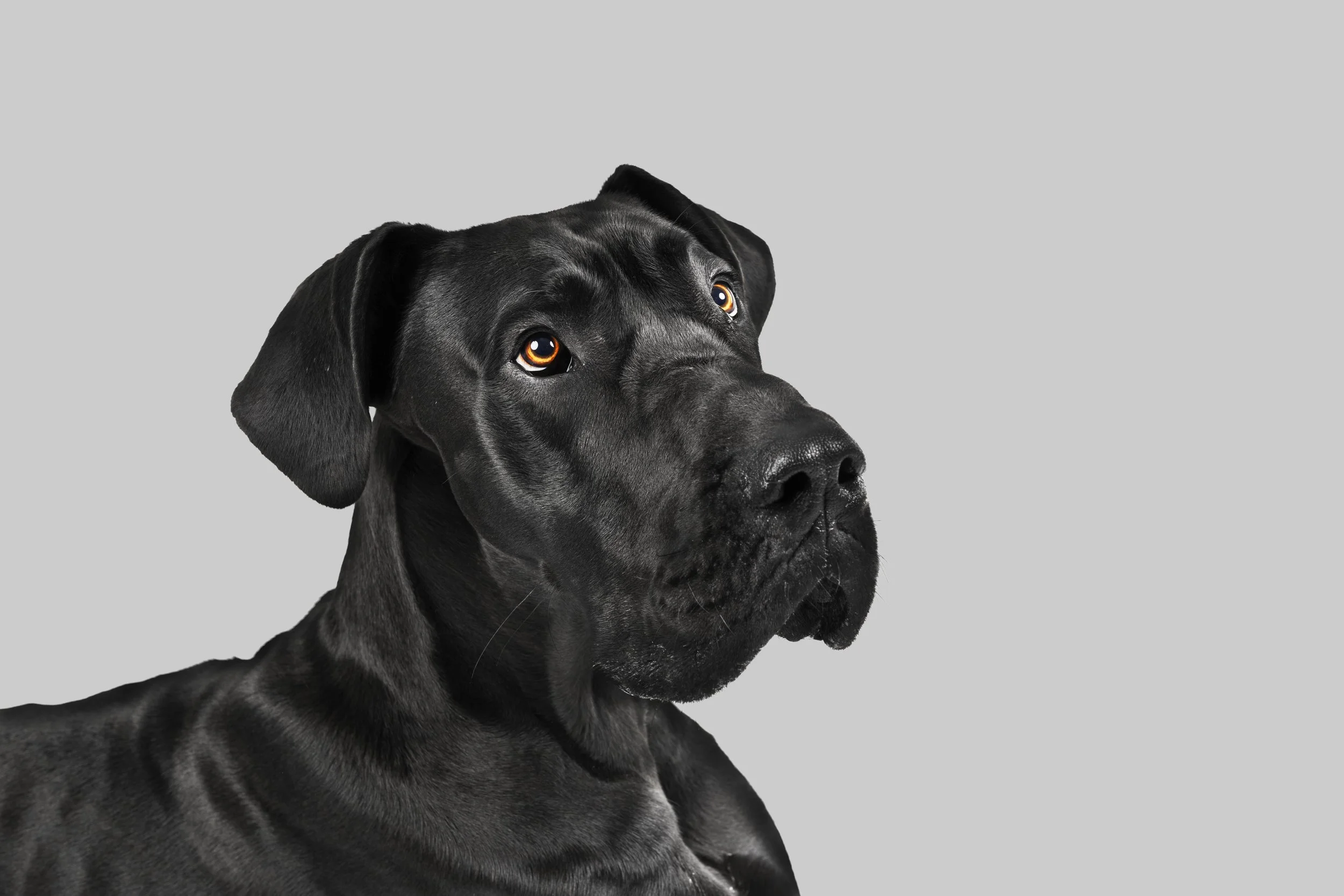 Close-up of a black Labrador Retriever dog with alert expression against a plain gray background.