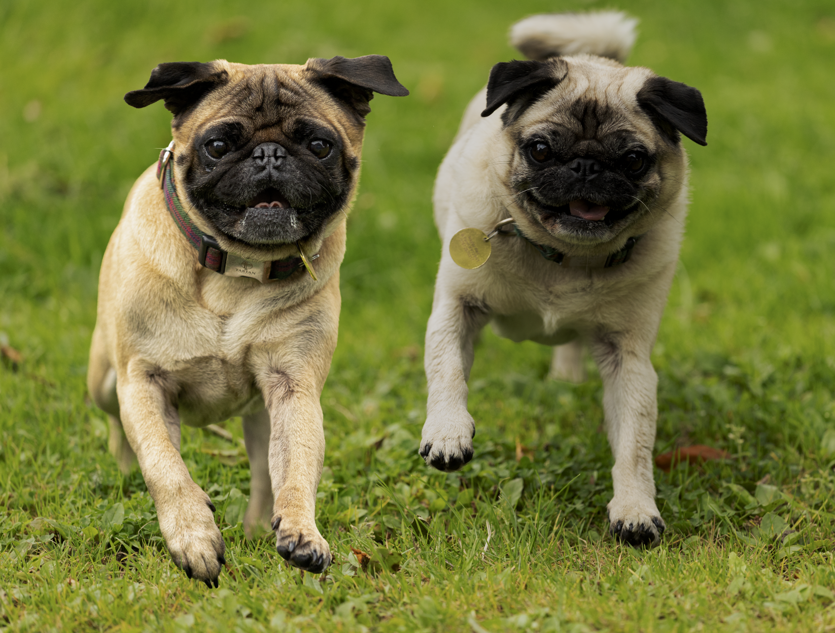 Outdoor Photo Session for 2 Pets