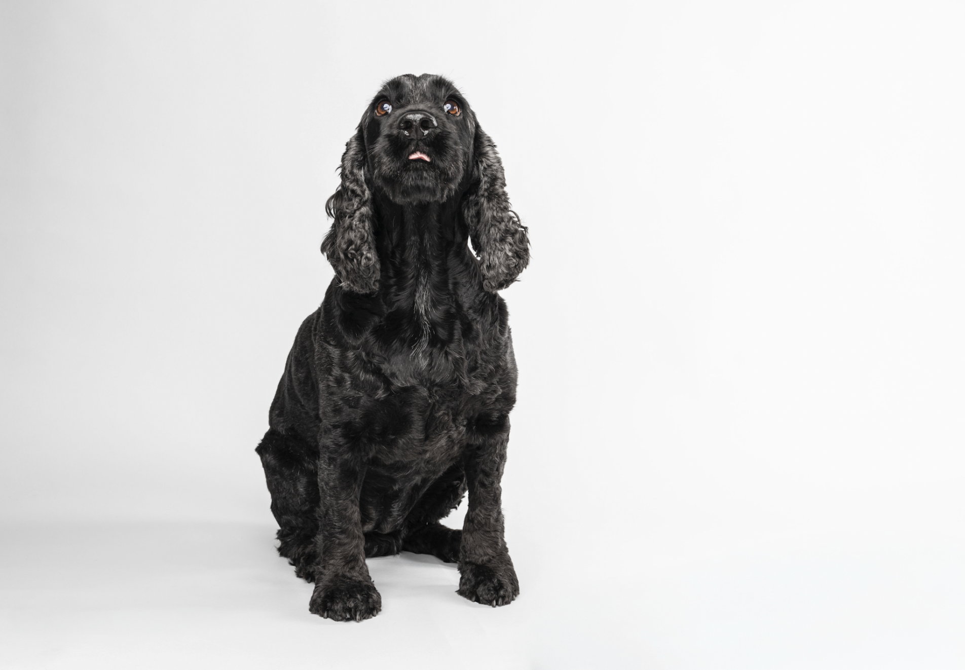 Black and gray Cocker Spaniel dog sitting on a white background with a slightly open mouth and lolling tongue.