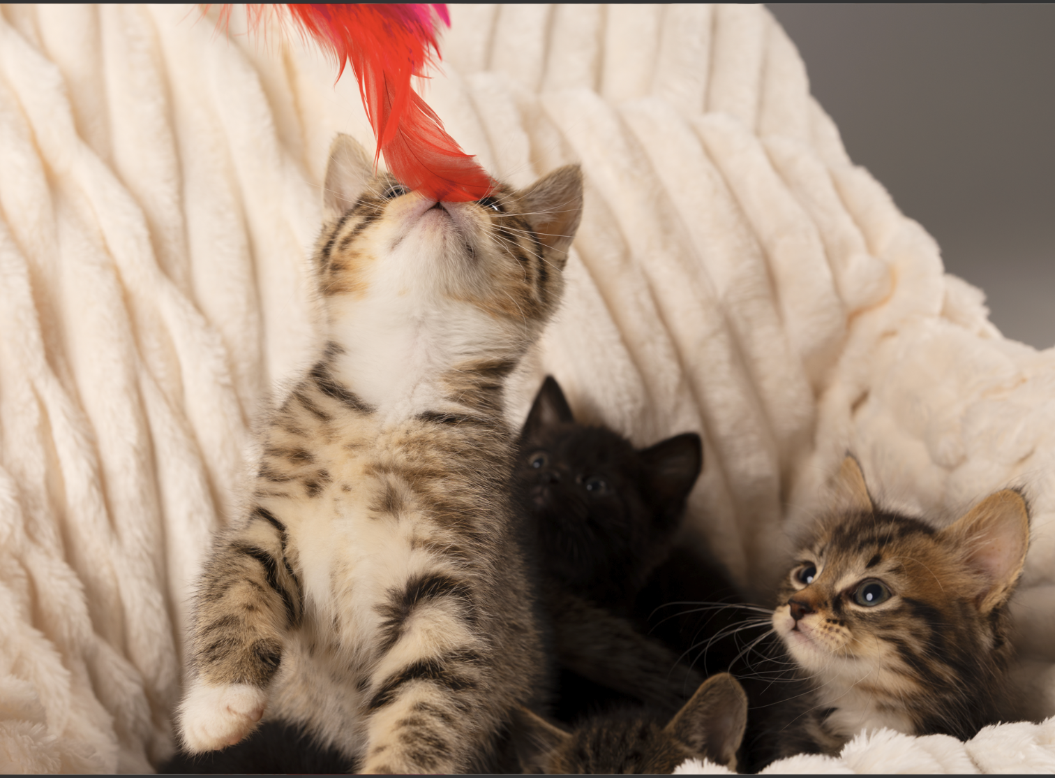 Multiple kittens, including a tabby kitten reaching up to a red feather toy, on a plush cream-colored blanket.