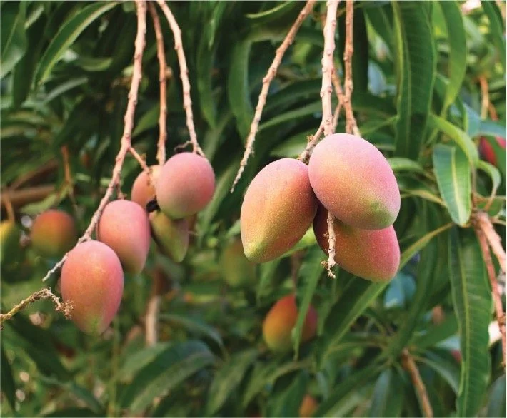 Cluster of ripening mangoes hanging from a tree with lush green leaves in the background.