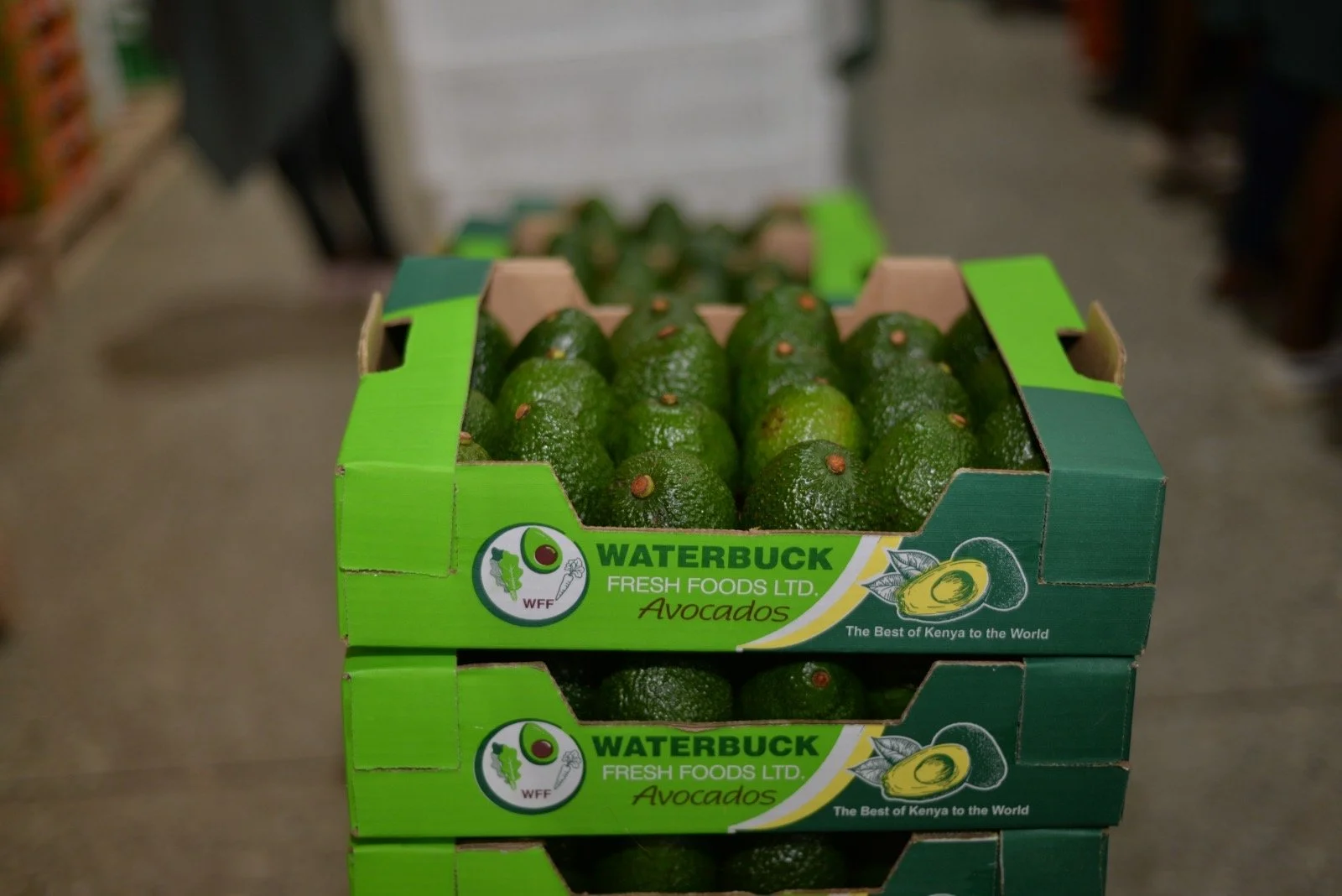 Box of fresh green avocados in a grocery store.