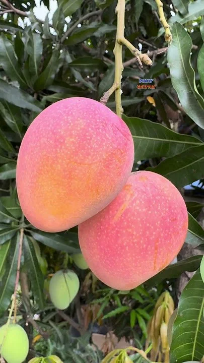 Two ripe mangoes hanging on a mango tree among green leaves.