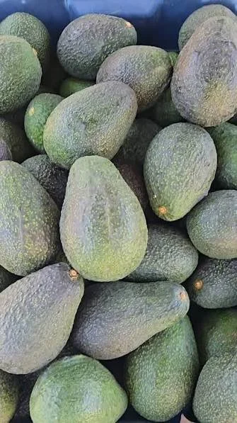 A pile of green avocados with rough skin.