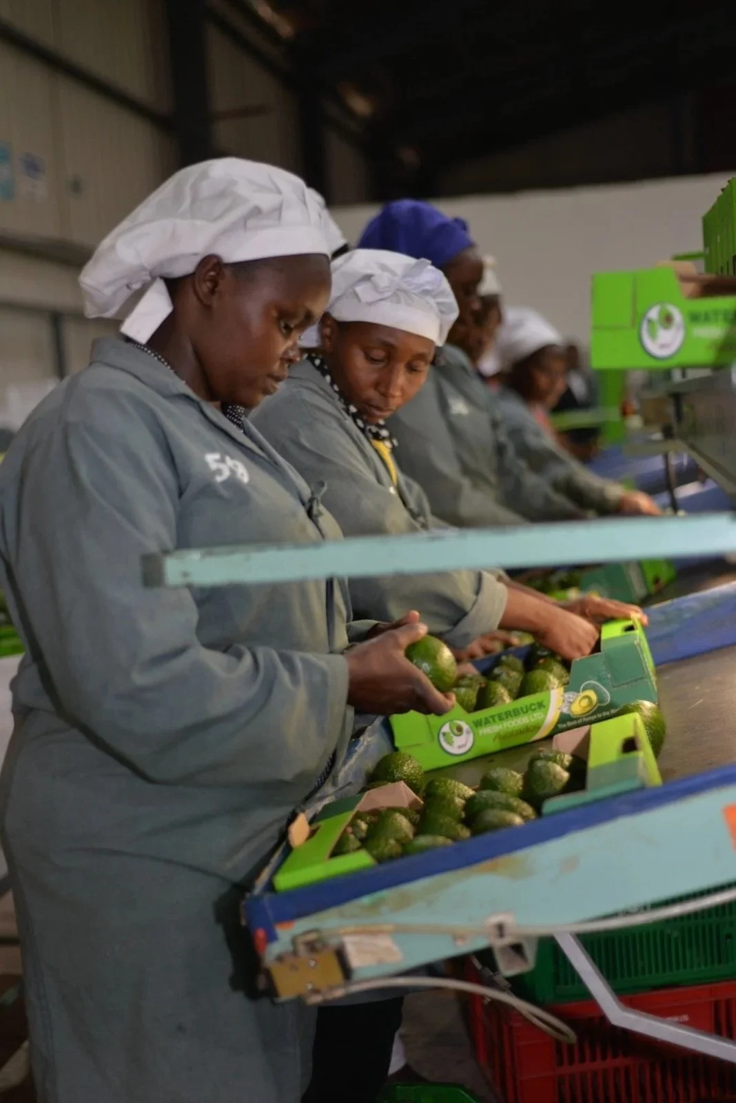 Workers in hairnets and gray uniforms sorting avocados on a conveyor belt in a packing facility.