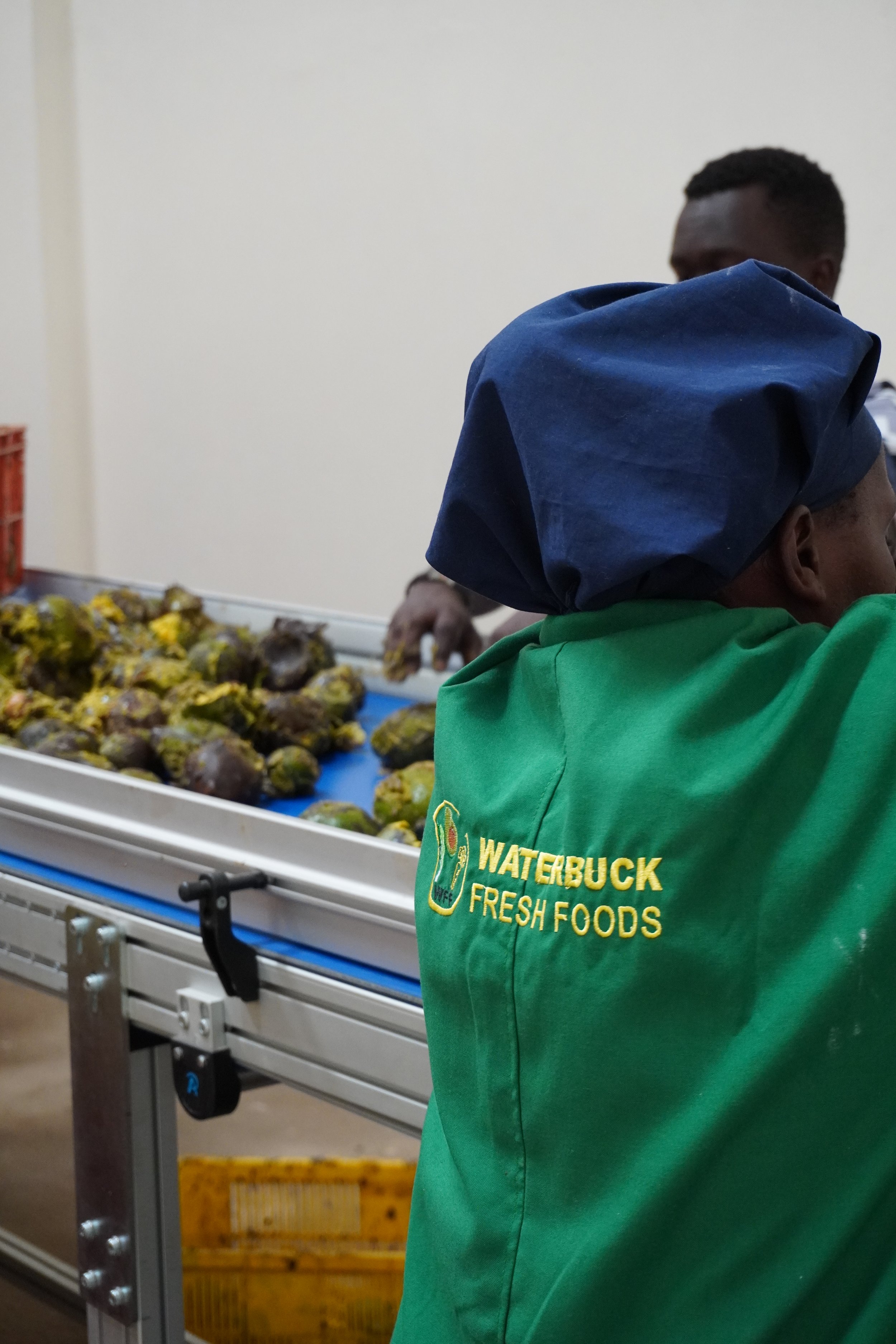 A person wearing a green shirt with 'Waterbuck Fresh Foods' logo is working in a food processing facility, handling a large tray of yellow and green produce.