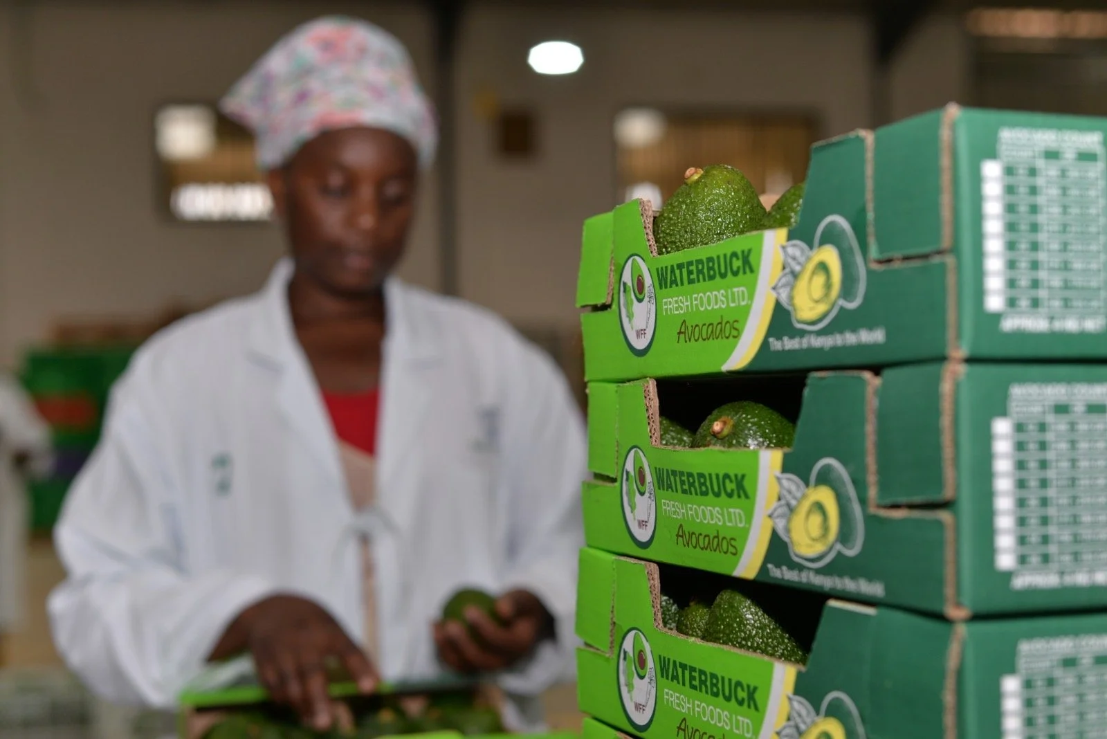 A woman in a white coat and colorful headscarf arranging avocados in packaging at a market or store.