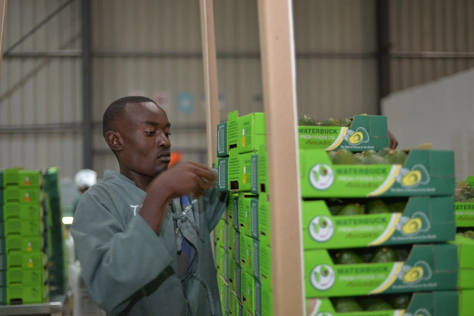 A man in a gray jacket selects avocados from a display of green boxes labeled 'Waterbuck' in a warehouse or grocery store.