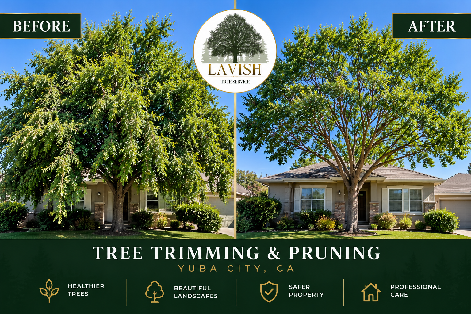 Before-and-after tree trimming and pruning in Yuba City, California, showing an overgrown tree transformed into a professionally pruned canopy in front of a home