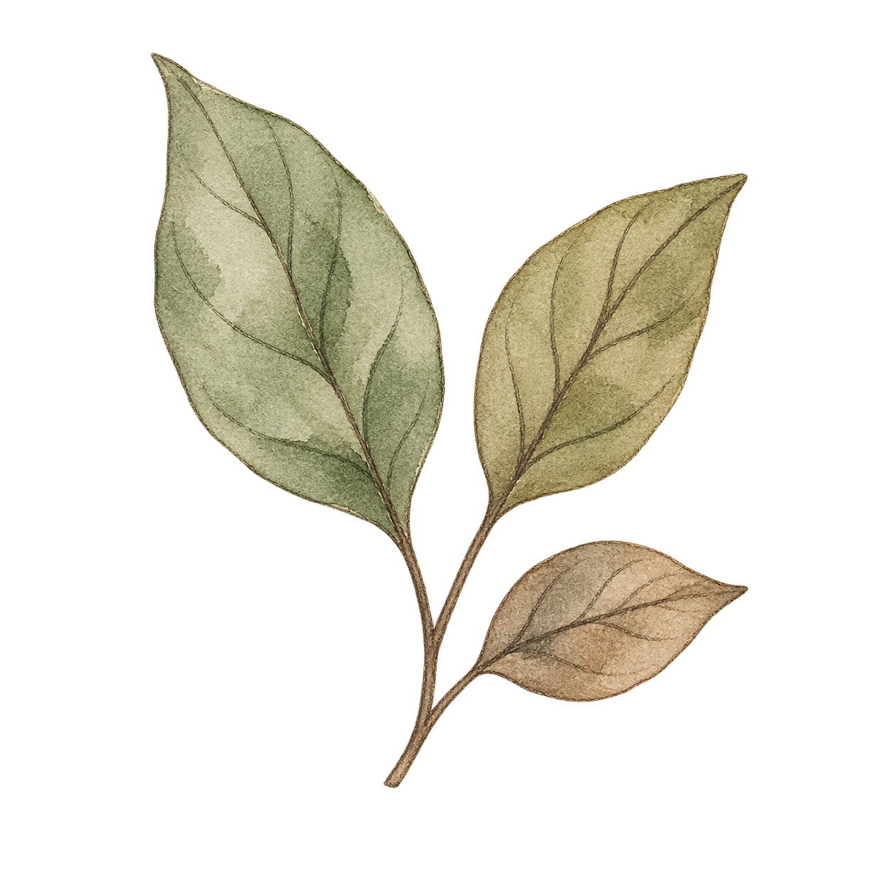 Watercolor illustration of a branch with four leaves in shades of green, beige, and brown.