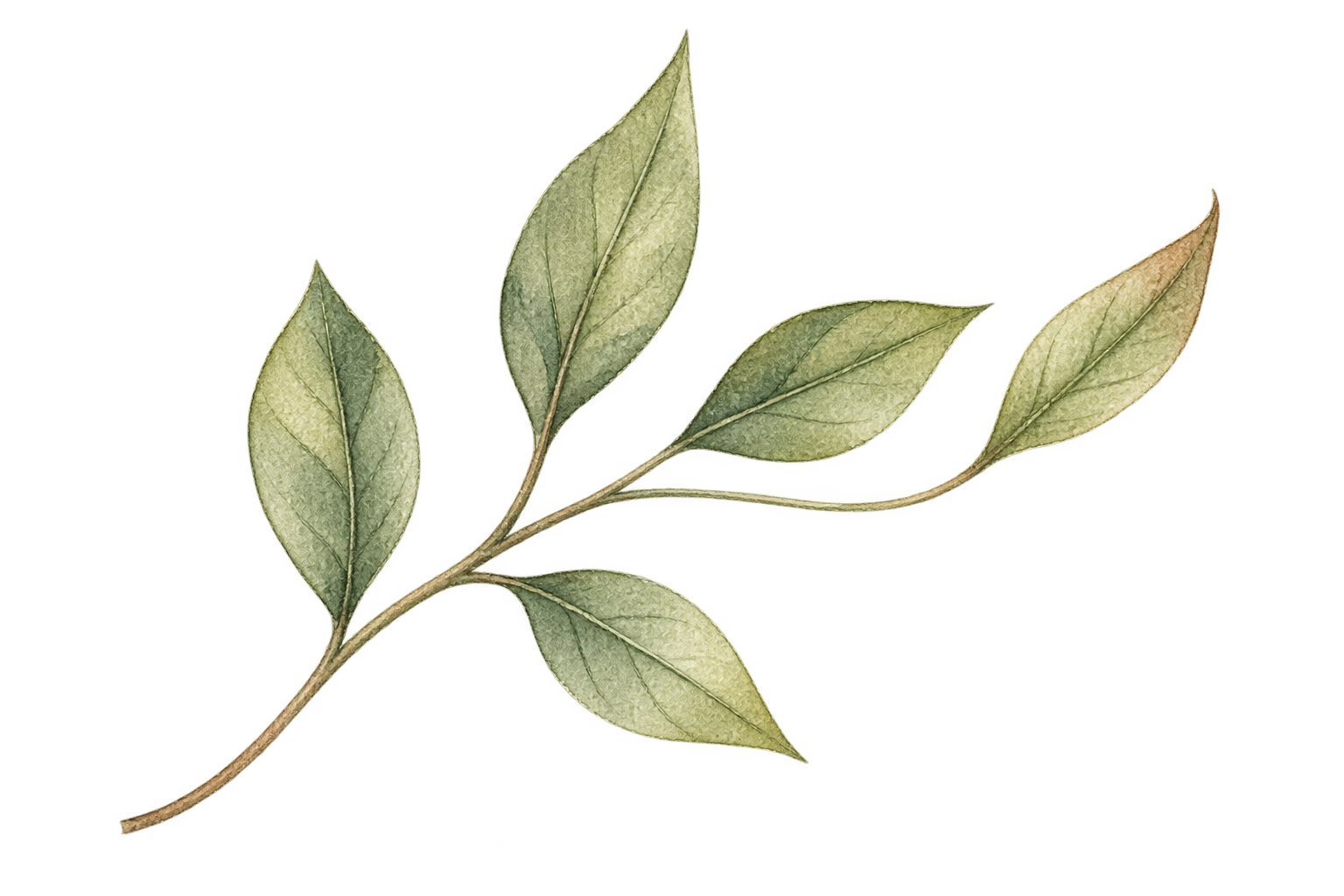 A close-up image of a branch with five green leaves attached, shown on a light background.