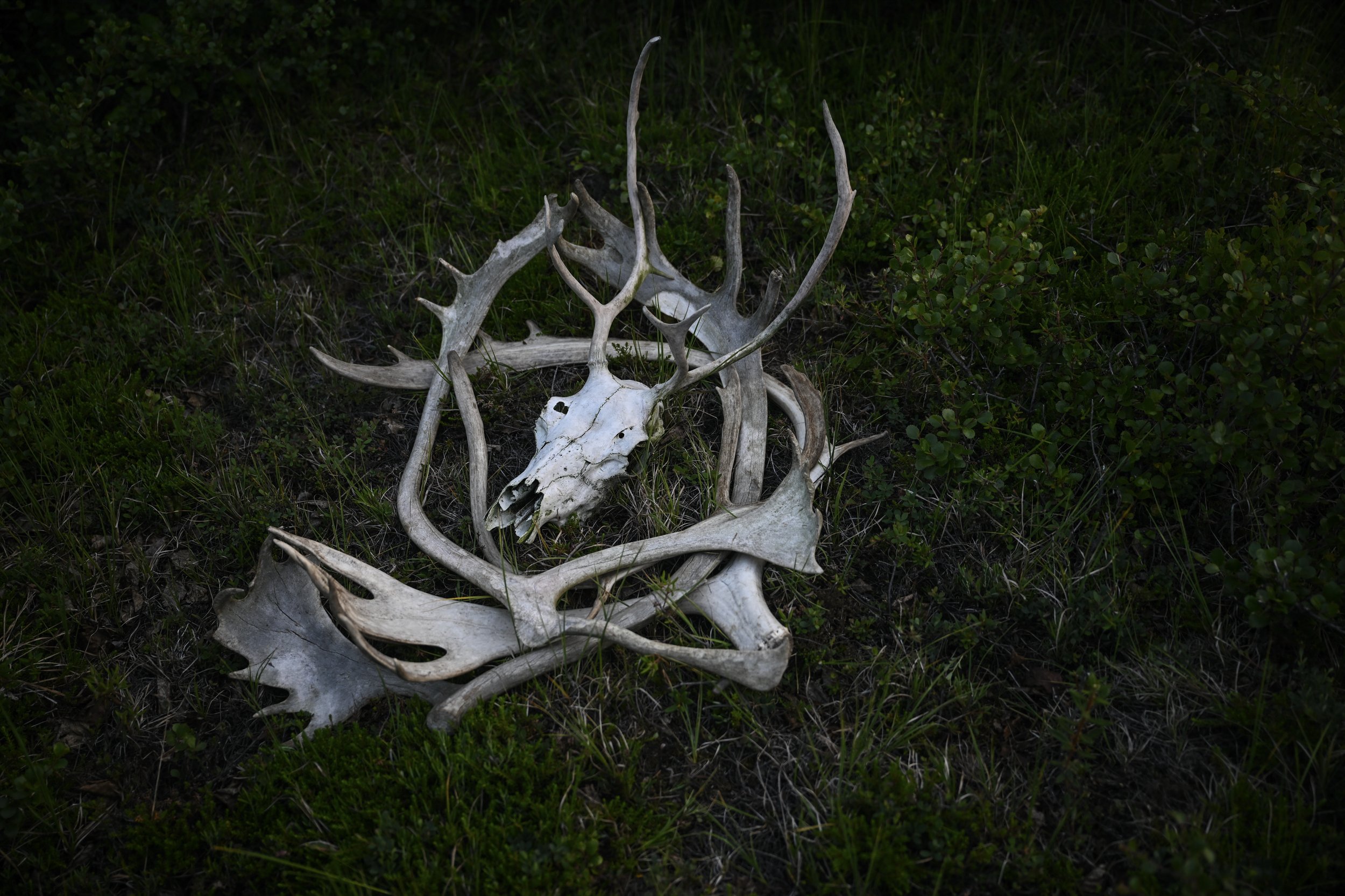 Collected caribou horns and a juvenile skull rest in the grass in Umiujaq, Quebec, on Aug. 6, 2025, marking the end of a 45-day, 700-kilometer canoe expedition through northern Quebec. The expedition followed a route from the La Forge Reservoir throu