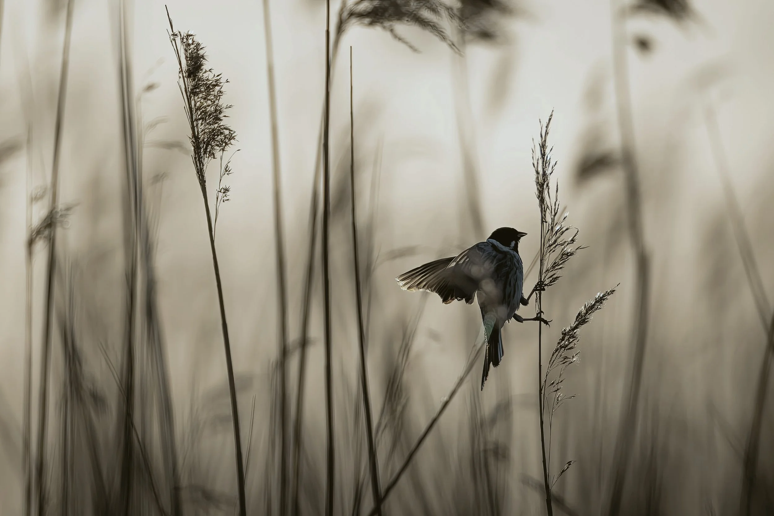 How to Write Effortlessly Lyrical prose with Semantic prosody