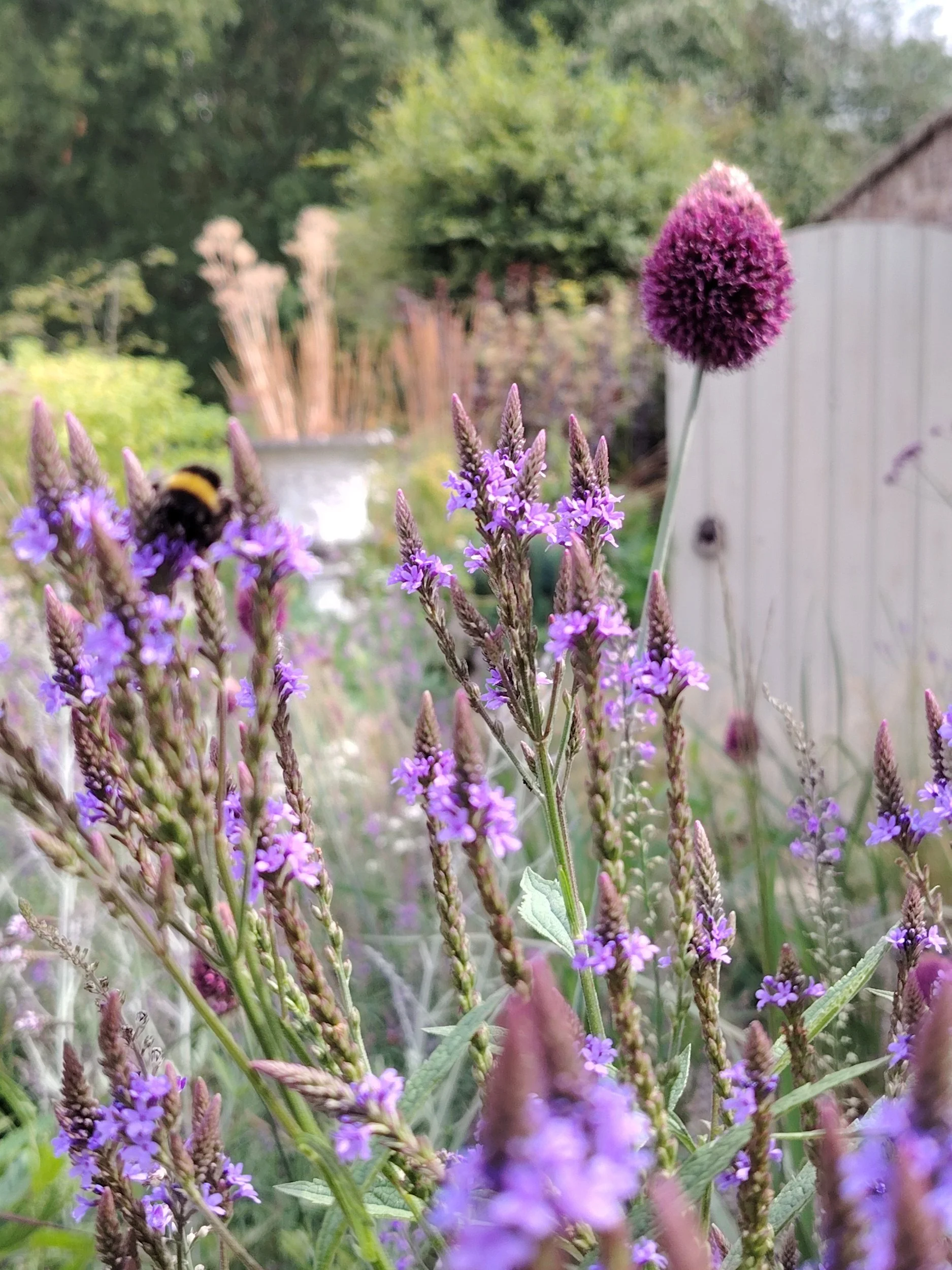 Close-up of purple lavender flowers with a bee collecting nectar, outdoors in a garden or backyard.