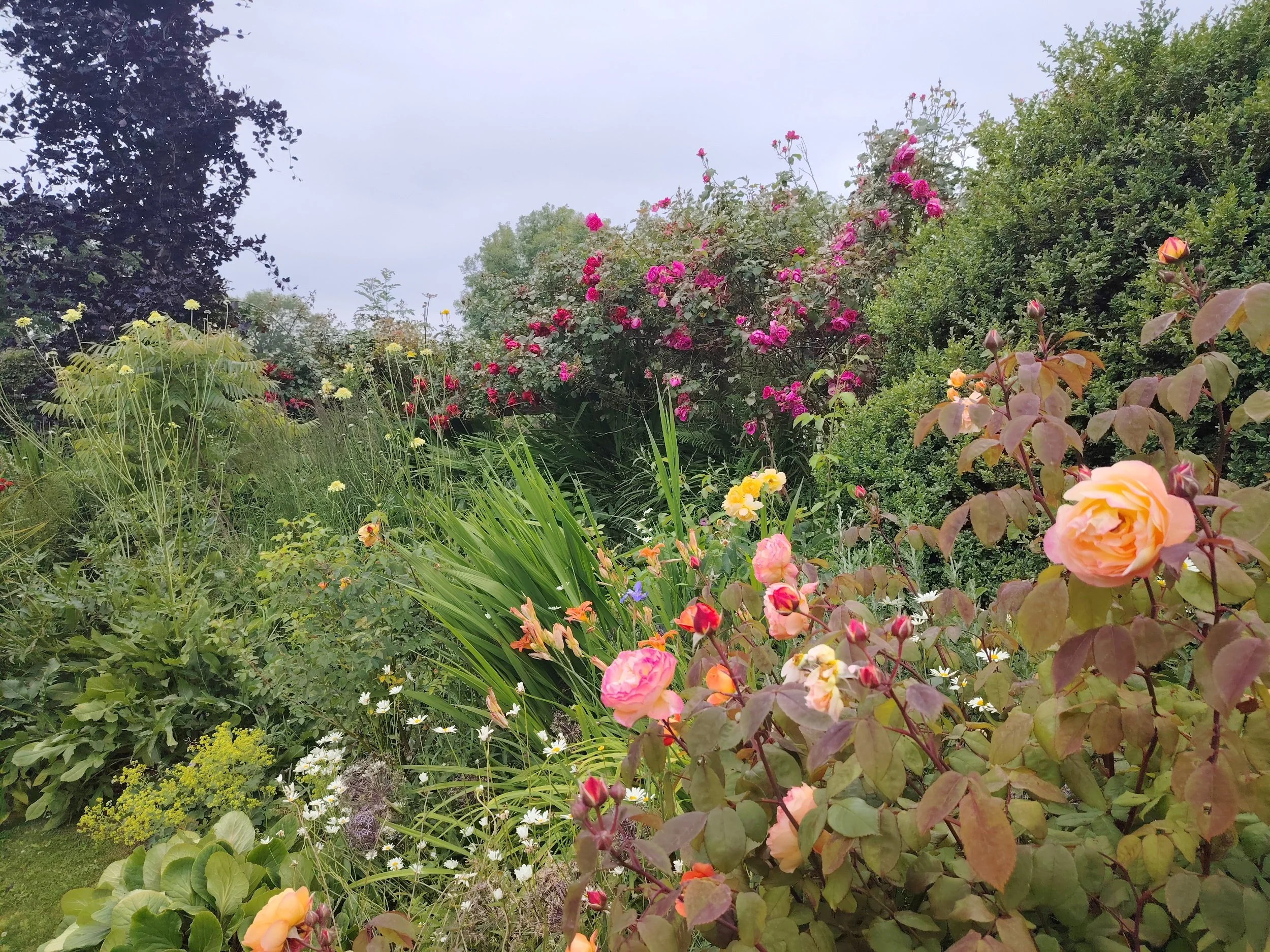 A lush garden with various flowering plants, including pink and yellow roses, along with other green foliage. Overcast sky in the background.