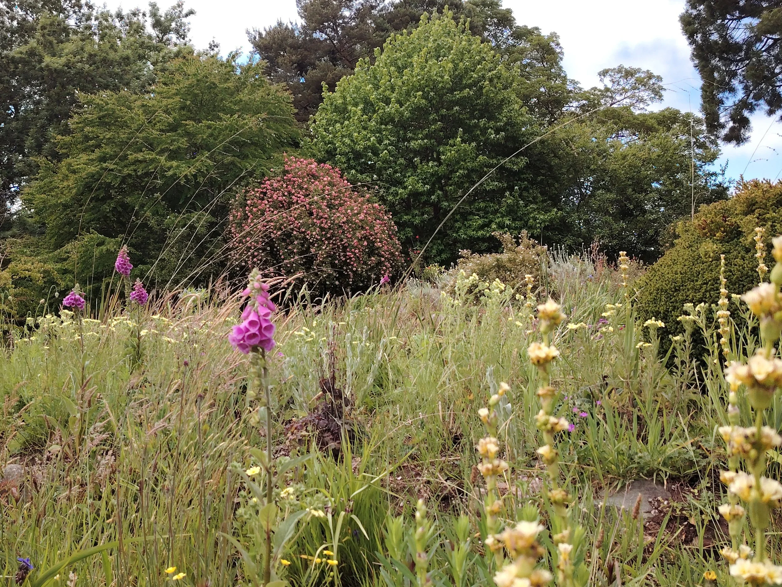 A garden with various green trees, pink and purple flowers, and a grassy area with small yellow and white flowers.